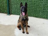 Emni̇yetten Safkan Koyu Maskeli̇ Yavrular