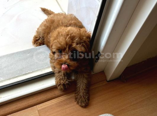 72 Günlük Toy Poodlemi Sahiplendirmek İstiyorum görsel