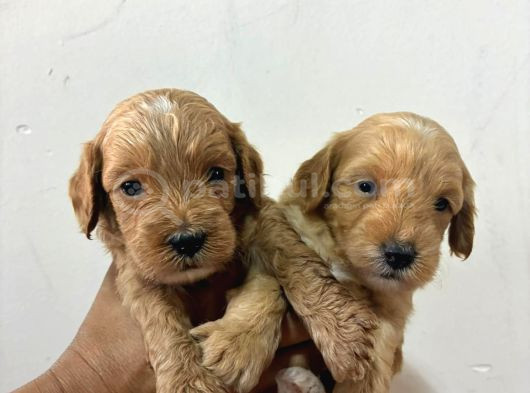 Kore Malti̇po Bebi̇şler görsel