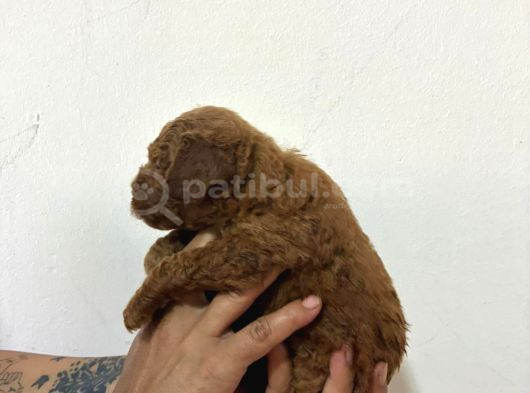 Kore Malti̇po Bebi̇şler görsel