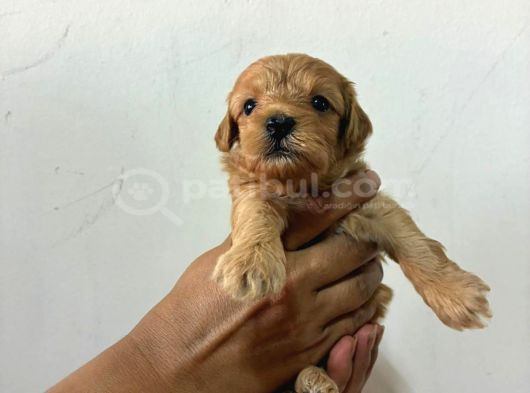 Kore Malti̇po Bebi̇şler görsel
