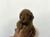Kore Malti̇po Bebi̇şler