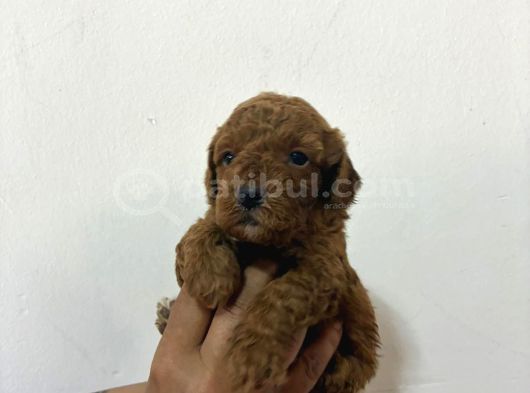 Kore Malti̇po Bebi̇şler görsel