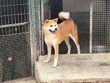 4 YAŞINDA DİSİ JAPON AKİTA YER SIKINTISINDAN