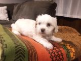 Maltipoo Yavrularımız Ev Doğumu