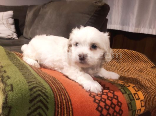 Maltipoo Yavrularımız Ev Doğumu görsel