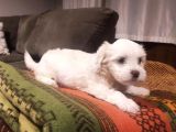 Maltipoo Yavrularımız Ev Doğumu