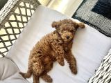 Orji̇nal A Kali̇te Toy Poodle