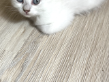 Maviş Minik Adam