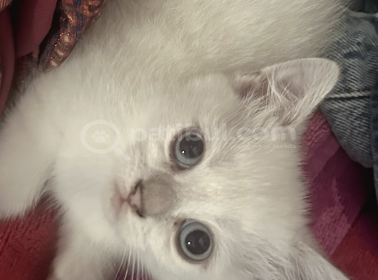Maviş Minik Adam görsel
