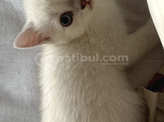 Maviş Minik Adam görsel
