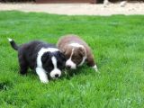 Mükemmel Border Collie Yavrular