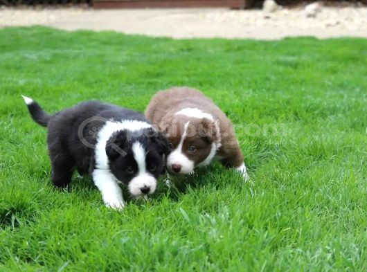 Mükemmel Border Collie Yavrular görsel
