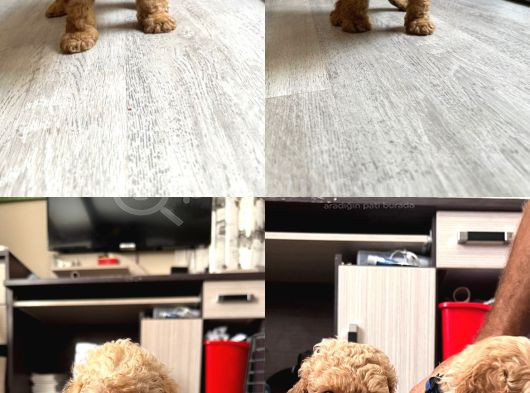 Oyuncu Yavrularımız Yeni Sahiplerini Arıyor görsel