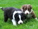 Mükemmel Border Collie Yavrular