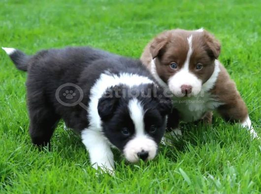 Mükemmel Border Collie Yavrular görsel