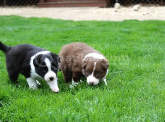 Mükemmel Border Collie Yavrular görsel