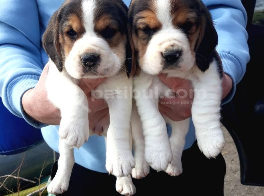 Safkan Elizabeth Beagle Yavrular görsel