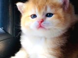 A Kalite Bri̇ti̇sh Shorthai̇r Golden  Yavrular