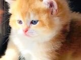 A Kalite Bri̇ti̇sh Shorthai̇r Golden  Yavrular