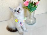 British Shorthair Silver Point Bluepoint Yavrular