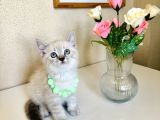 British Shorthair Silver Point Bluepoint Yavrular
