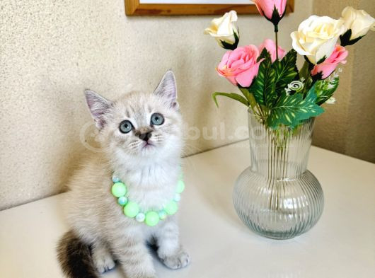 British Shorthair Silver Point Bluepoint Yavrular görsel