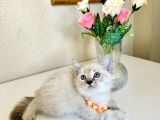British Shorthair Silver Point Bluepoint Yavrular