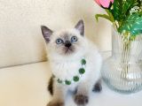 British Shorthair Silver Point Bluepoint Yavrular