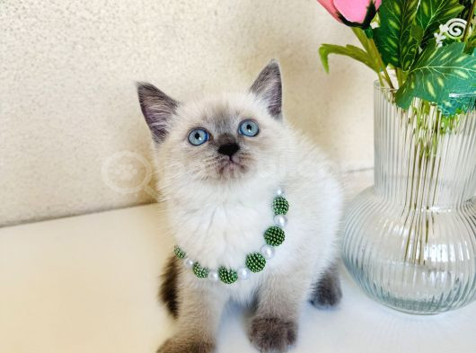 British Shorthair Silver Point Bluepoint Yavrular görsel