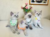 British Shorthair Silver Point Bluepoint Yavrular