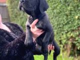 Safkan Dev Cane Corso Yavrular
