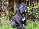 Safkan Dev Cane Corso Yavrular