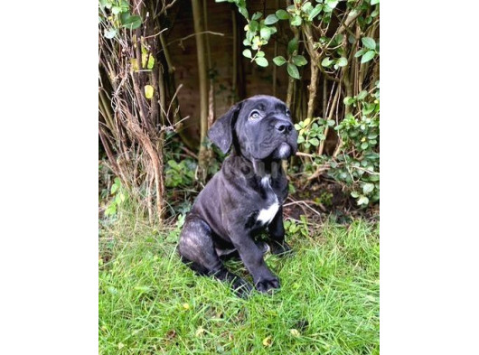 Safkan Dev Cane Corso Yavrular görsel