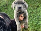 Safkan Dev Cane Corso Yavrular