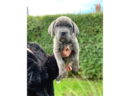 Safkan Dev Cane Corso Yavrular görsel
