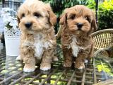 Ufak Boy Red Dişi Ve Erkek Kaliteli Maltipoo