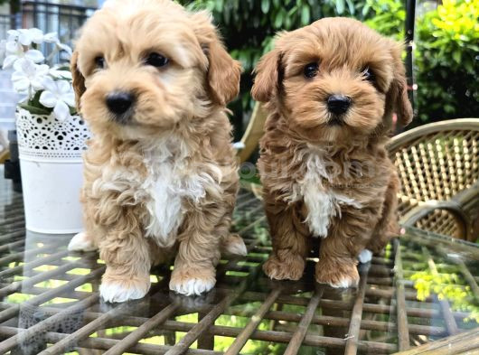 Ufak Boy Red Dişi Ve Erkek Kaliteli Maltipoo görsel