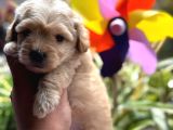 Ufak Boy Red Dişi Ve Erkek Kaliteli Maltipoo