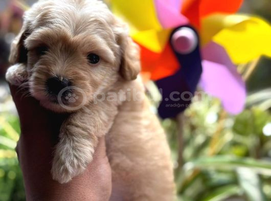 Ufak Boy Red Dişi Ve Erkek Kaliteli Maltipoo görsel