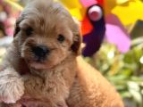 Ufak Boy Red Dişi Ve Erkek Kaliteli Maltipoo