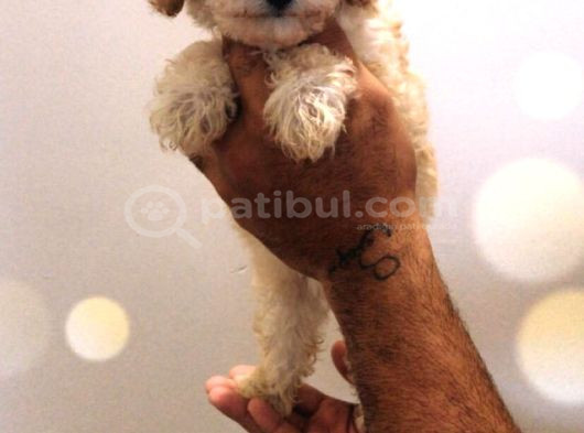 Şok Şok Fi̇yata Orji̇nal Gerçek Poodle Yavrular görsel