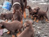 İri yapılı doberman yavrular