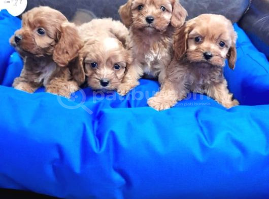 Sok Şok Fi̇yata Şok Kali̇te Cockapoo Yavrular görsel