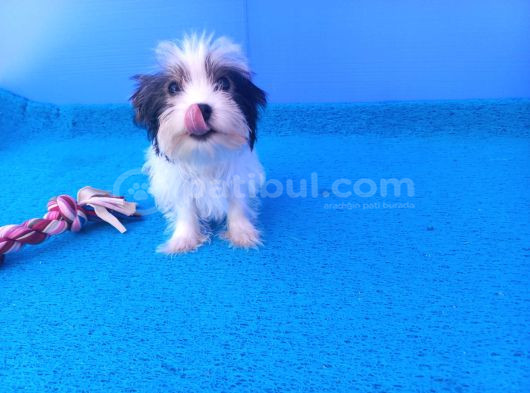 Gerçek Morki̇e Yavrular İstanbul Köpek Çi̇ftli̇ği̇nde görsel