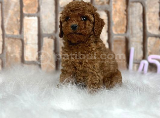 Şok Şok Fi̇yata Orji̇nal Gerçek Poodle Yavrular görsel