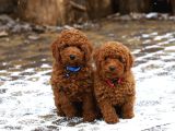 Şok Şok Fi̇yata Orji̇nal Gerçek Poodle Yavrular