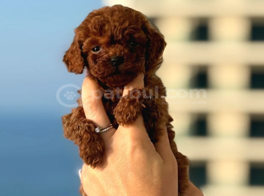 Teacup Boy Korea Kan Toypoodle Bebekler görsel