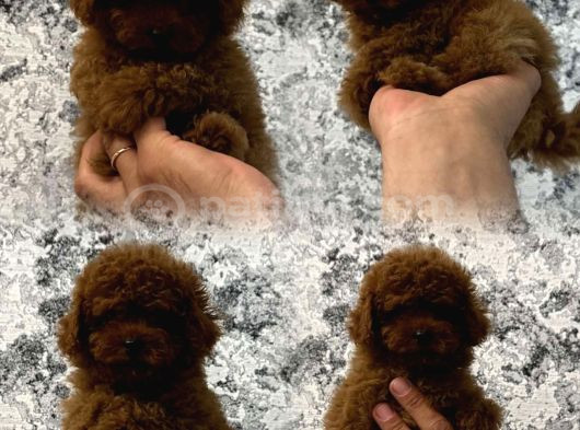 Şok Şok Fi̇yata Orji̇nal Gerçek Poodle Yavrular görsel