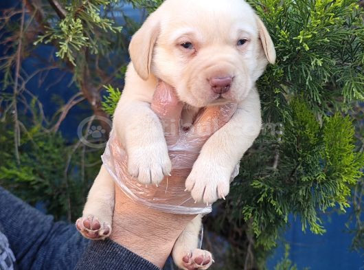 Sok Şok Fi̇yata Şok Kali̇te Labrador Yavrular görsel